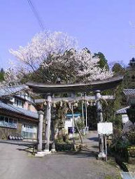 あさまきさくら