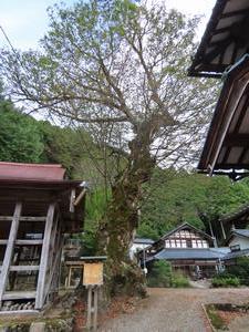 山田の大欅